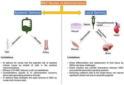 Mesenchymal Stromal Cell Therapeutic Delivery: Translational Challenges to Clinical Application